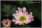 DPP_0198