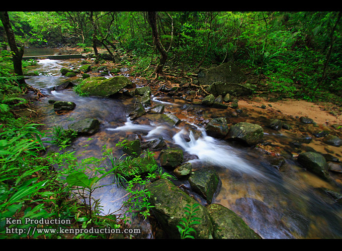 A ravine stream @ Tai Po Kau