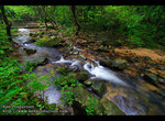 A ravine stream @ Tai Po Kau - 4718sn