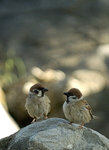 Birds chating
_DSC0384