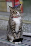 Medic Cat watch dog_W7Z0531