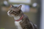 Medic Cat wait for the kill_W7Z0563