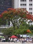 Delonix regia (Flamboyant) 
Victoria Park HK_KW7Z0438_S