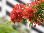Close-up of flowers_KW7Z0454