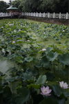 雲泉仙館 - Lotus Pond
24mm (32mm) ISO-200 f5.0 1/100s (shifted)
_W7Z0896