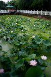 雲泉仙館 - Lotus Pond
24mm(32mm) ISO-200 f5.0 1/160s (tilted)
_W7Z0902