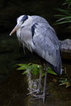 Bird KW7Z8671