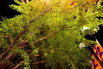 City Tree Osaka KW7Z7216