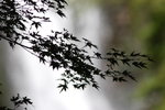 Maple leaves over waterfall KW7Z8519
