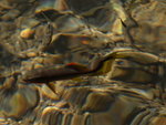Water fall fish KW7Z8534