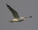 Sea gull @ Lake Biwa
_W7Z7781-01