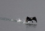 Cormorant @ Lake Biwa
_W7Z7940-01