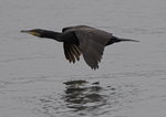 Cormorant @ Lake Biwa 
_W7Z8065-01