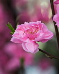 Sakura blossom at Kyoto downtown
_W7Z8313-01