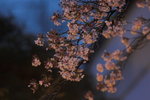 Sakura blossom @ Kyoto temple
_W7Z8422-01