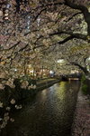 Sakura blossom @ Kyoto downtown
_W7Z8510-01