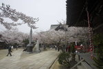 9 April 2006 Wakayama Sakura Blossom
_W7Z6473-01