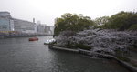 Sakura Blossom along riverside - Night Scene
_W7Z6131-01
