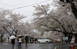Ayashyama Sakura blossom everywhere
_W7Z6762-01
