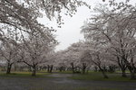 Ayashyama Sakura blossom everywhere 
_W7Z6775-01