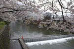 Sakura blossom Along riverside
_W7Z6778-01