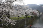 Sakura blossom Along riverside 
_W7Z6790-01