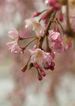 Sakura blossom under the rains
_W7Z6822-01