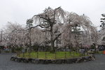 National Treasure - Japanese Sakura
_W7Z6876-01