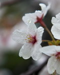 Sakura blossom under the rains 
_W7Z7020-02