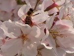 Sakura + Bee