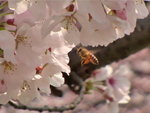 Beezzzzzzz