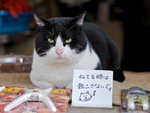 The Watch Cat . . . . VP1B0018