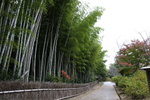 Day2_The bamboo forest Kyoto MG_0614
