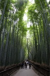 Day2_bamboo forest Kyoto MG_0625