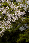 Day2_Sakura blossom Wakayama_DSC9113