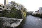 Day2_Sakura blossom at Wakayama Castle Park_W7Z5059