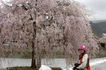 Day3_Sakura and MK Kyoto_DSC9309