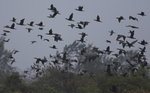 Cormorants
_W7Z6404-01