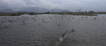 Gei Wai - Feeding time!!!
_W7Z6430-01