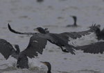 Cormorants
_W7Z6437-01