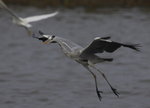 Grey Heron 蒼鷺
_W7Z6542-01