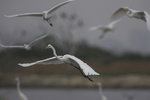 Egret 白鷺
_W7Z6585-01