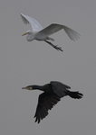 Egret Vs Cormorant
_W7Z6618-01