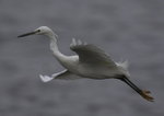 Egret 白鷺
_W7Z6629-01
