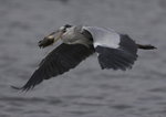 Grey Heron 蒼鷺
_W7Z6634-01