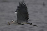 Grey Heron 蒼鷺
_W7Z6641-01