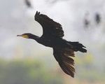 Cormorant
_W7Z7109-02