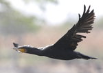 Cormorant
_W7Z7120-01