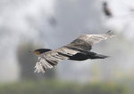 Cormorant
_W7Z7146-01