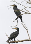 Cormorants
_W7Z7205-01